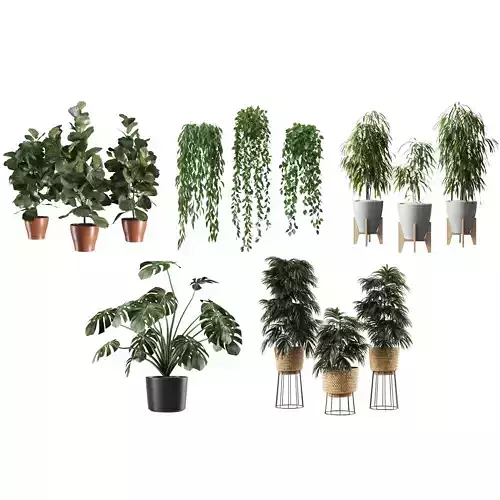 Indoor Plant Set - 5 Items