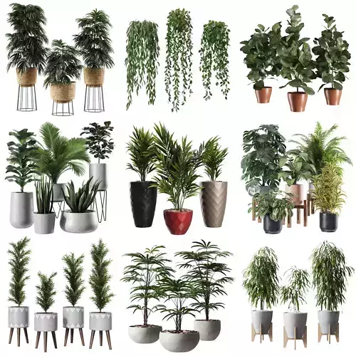 Indoor Plant Collection - 10 Items