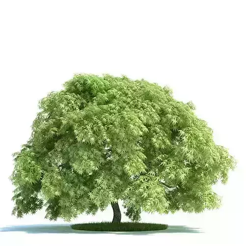 Leafed Tree Acer Palmatum