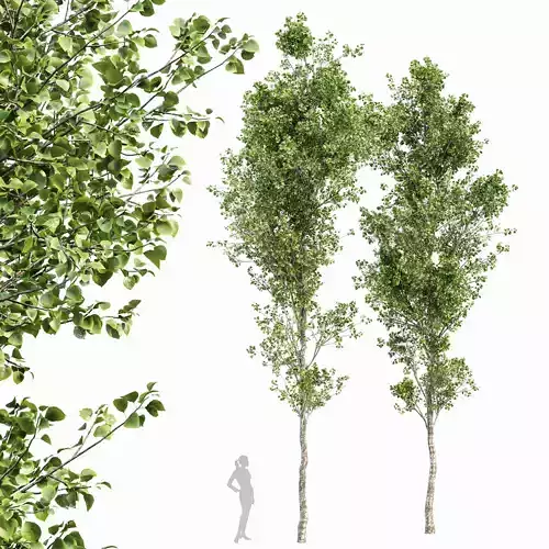 Birch 2trees 3D model