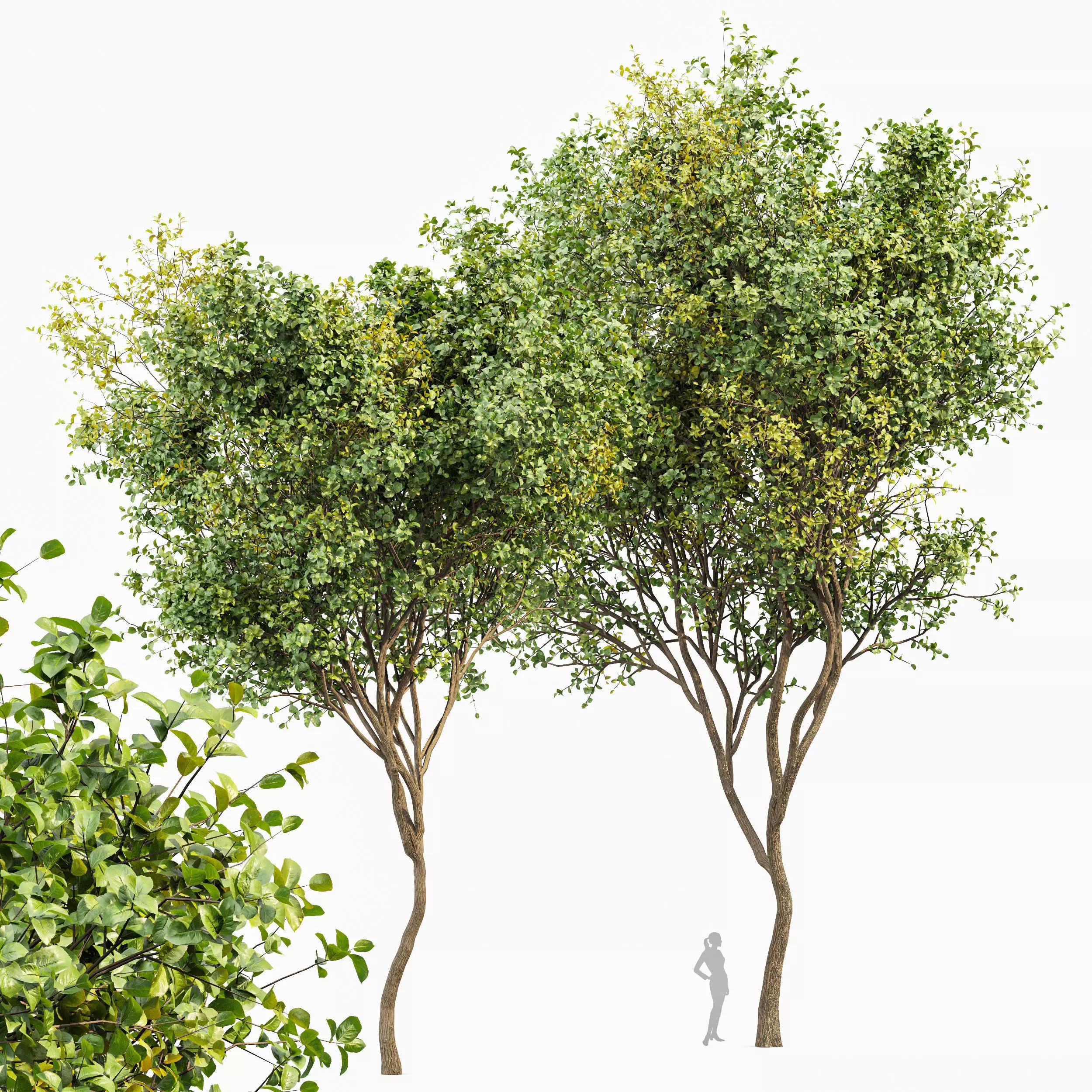 Beautiful 2Trees Bush Leaf 3D model_0