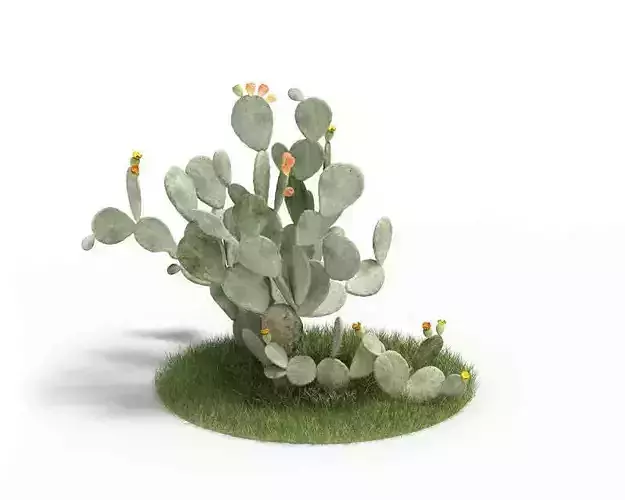 Exotic Green Cactus