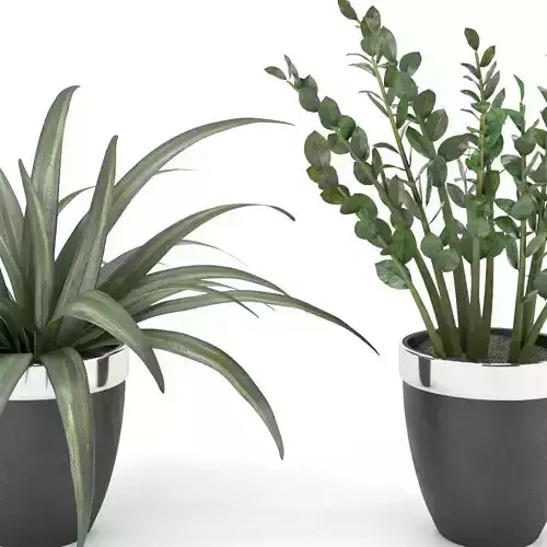 plant collection 9 two potted plants 3D model