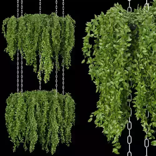 Collection plant vol 213 3D model