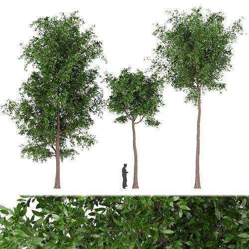 Collection plant vol 215 3D model