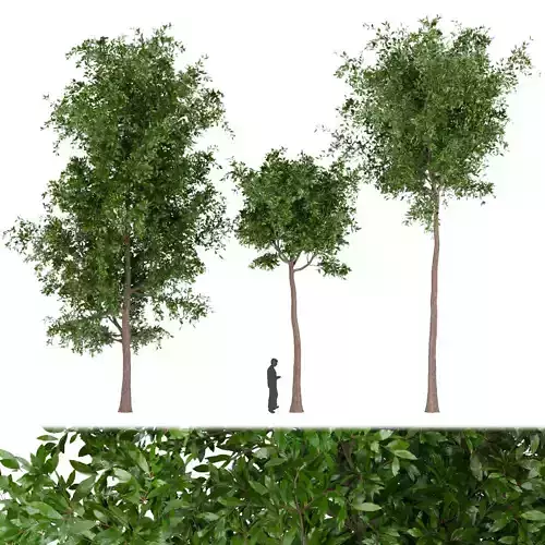 Collection plant vol 215