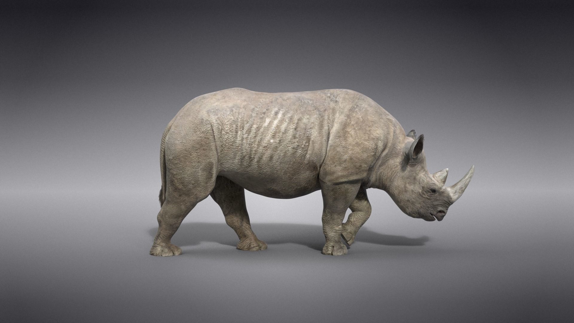 African Rhinoceros Animated VFX Grace 3D model_8
