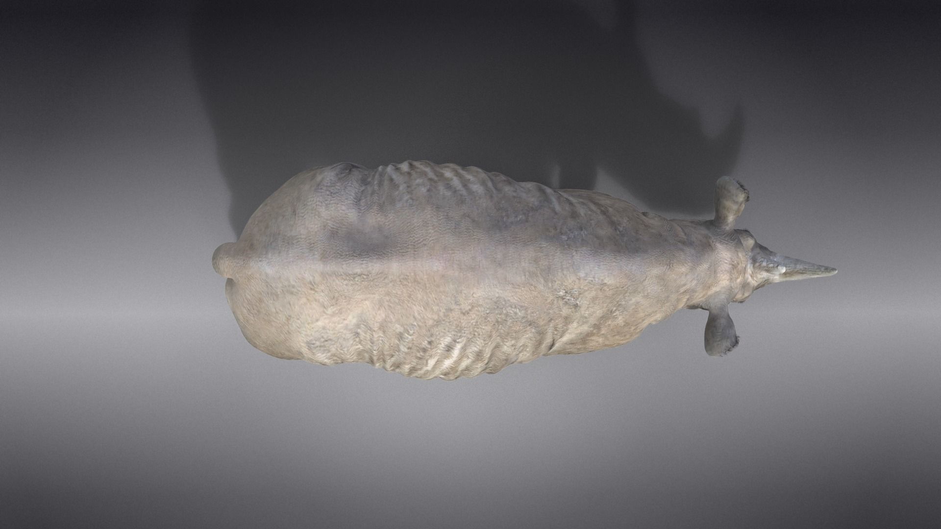 African Rhinoceros Animated VFX Grace 3D model_11