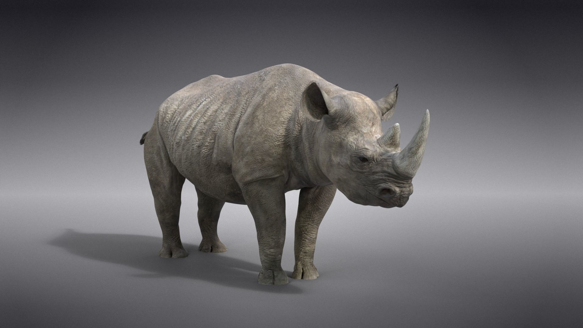 African Rhinoceros Animated VFX Grace 3D model_12
