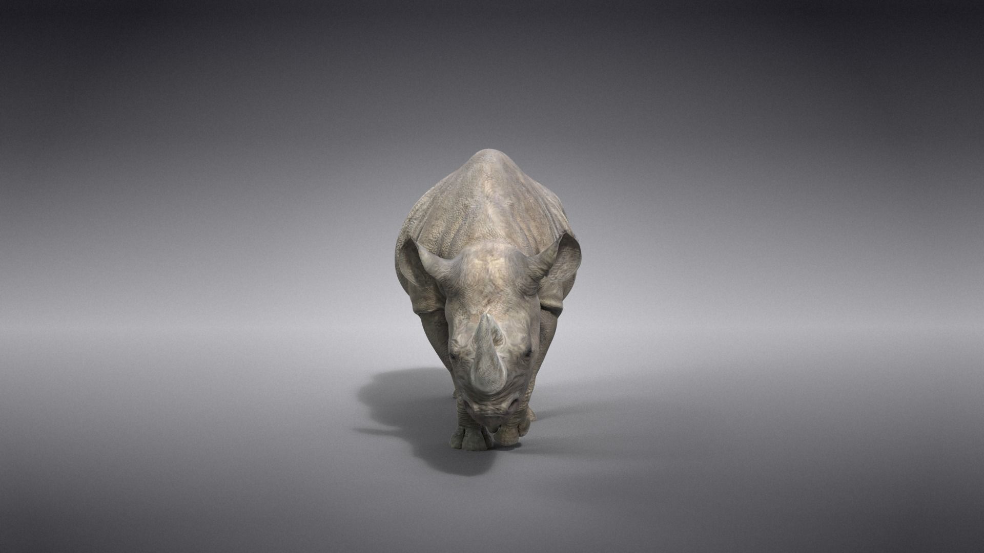 African Rhinoceros Animated VFX Grace 3D model_10