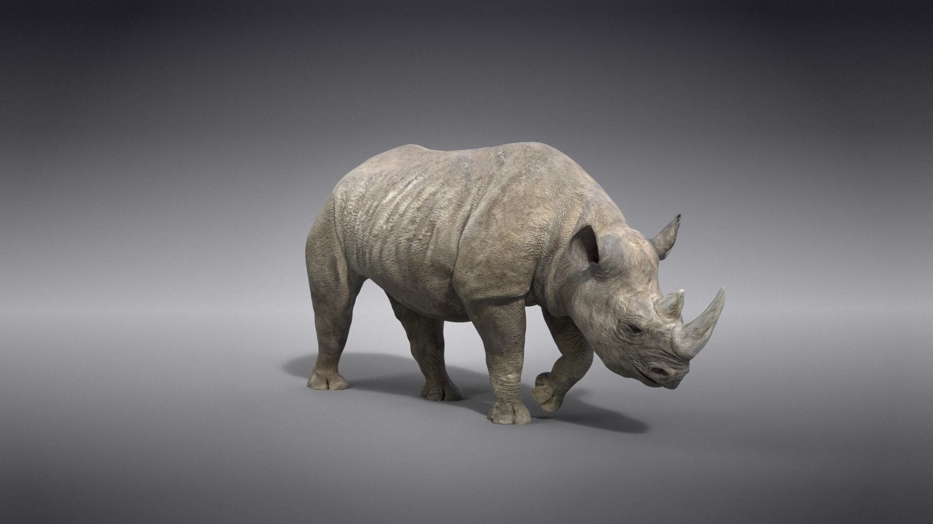 African Rhinoceros Animated VFX Grace 3D model_7