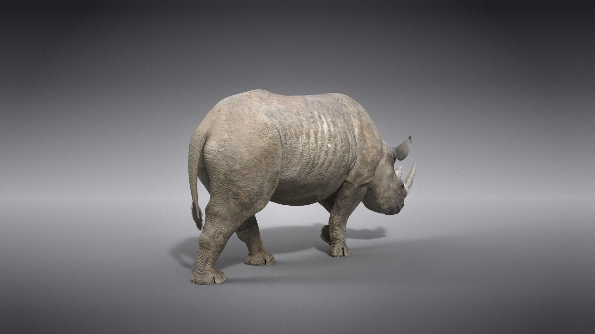 African Rhinoceros Animated VFX Grace 3D model_9