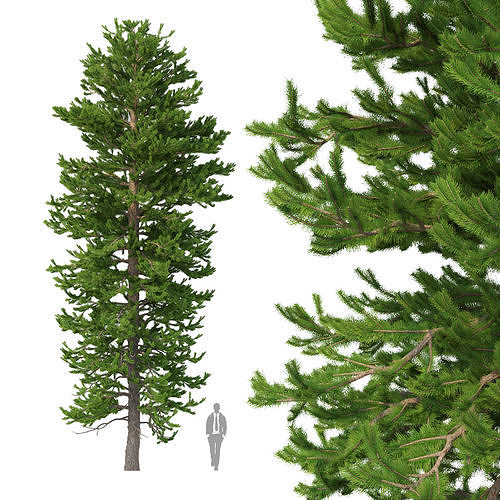 Picea Abies No 2 3D model