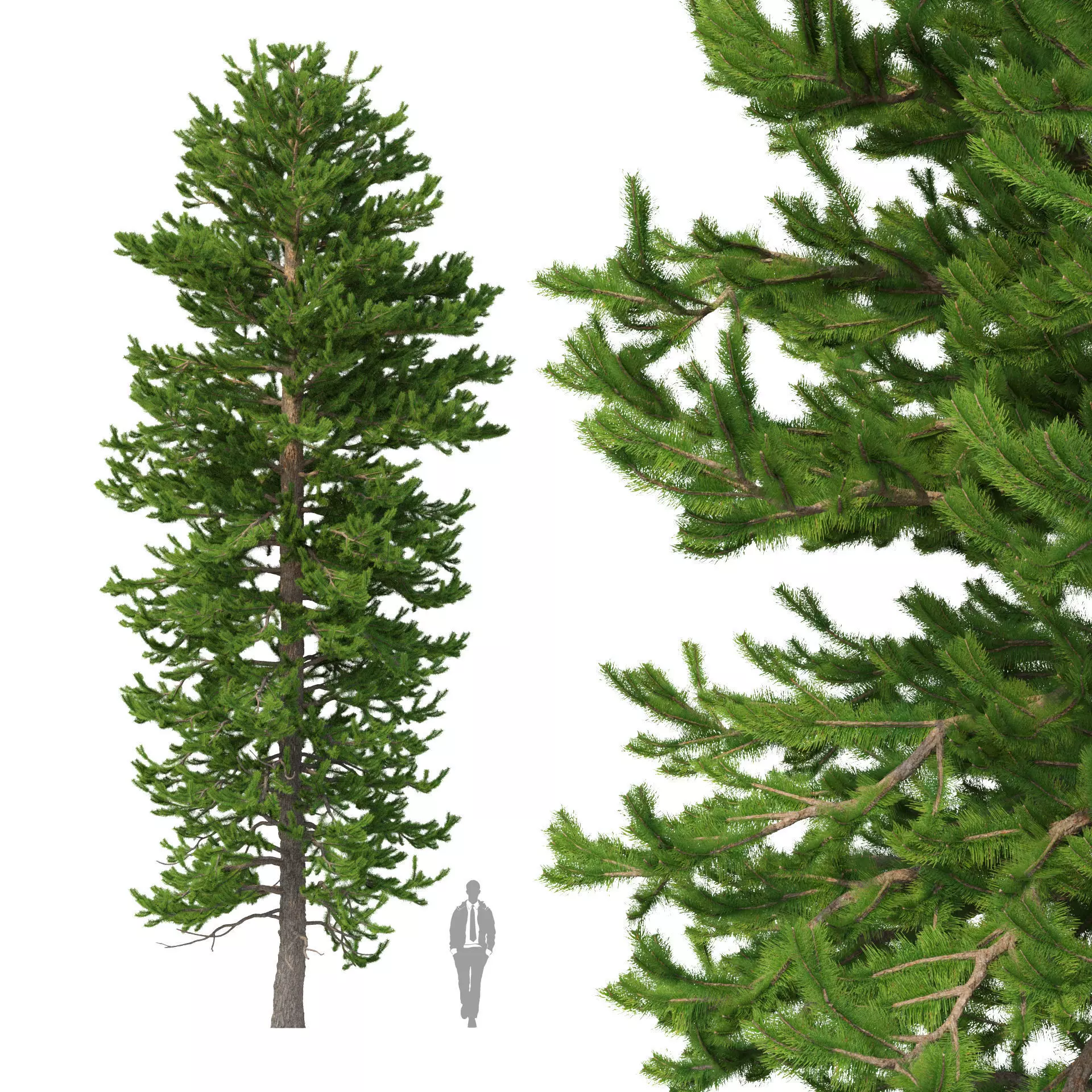 Picea Abies No 2 3D model_0
