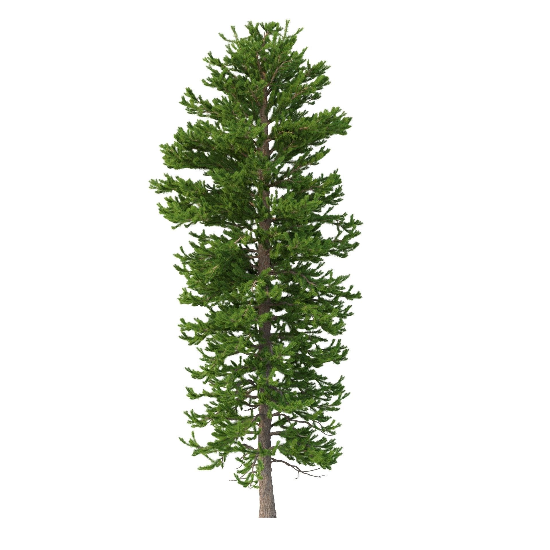 Picea Abies No 2 3D model_4