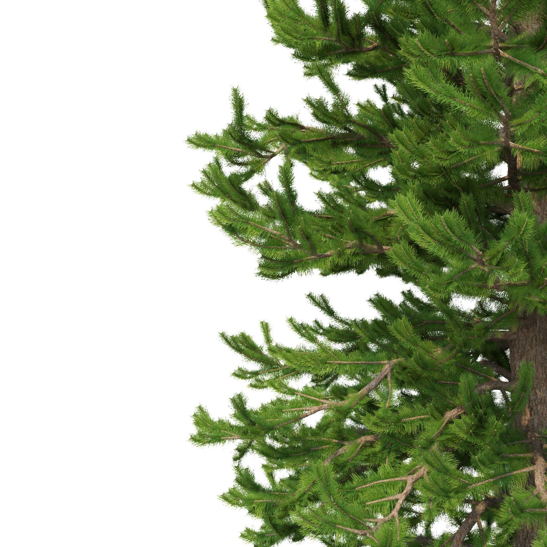 Picea Abies No 2 3D model_2