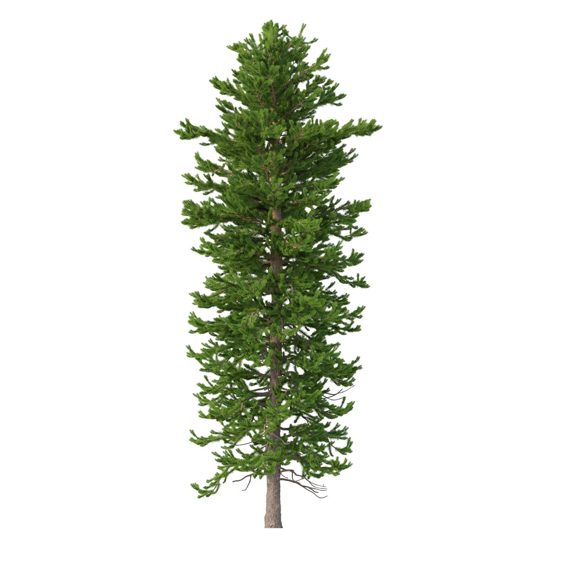 Picea Abies No 2 3D model_3