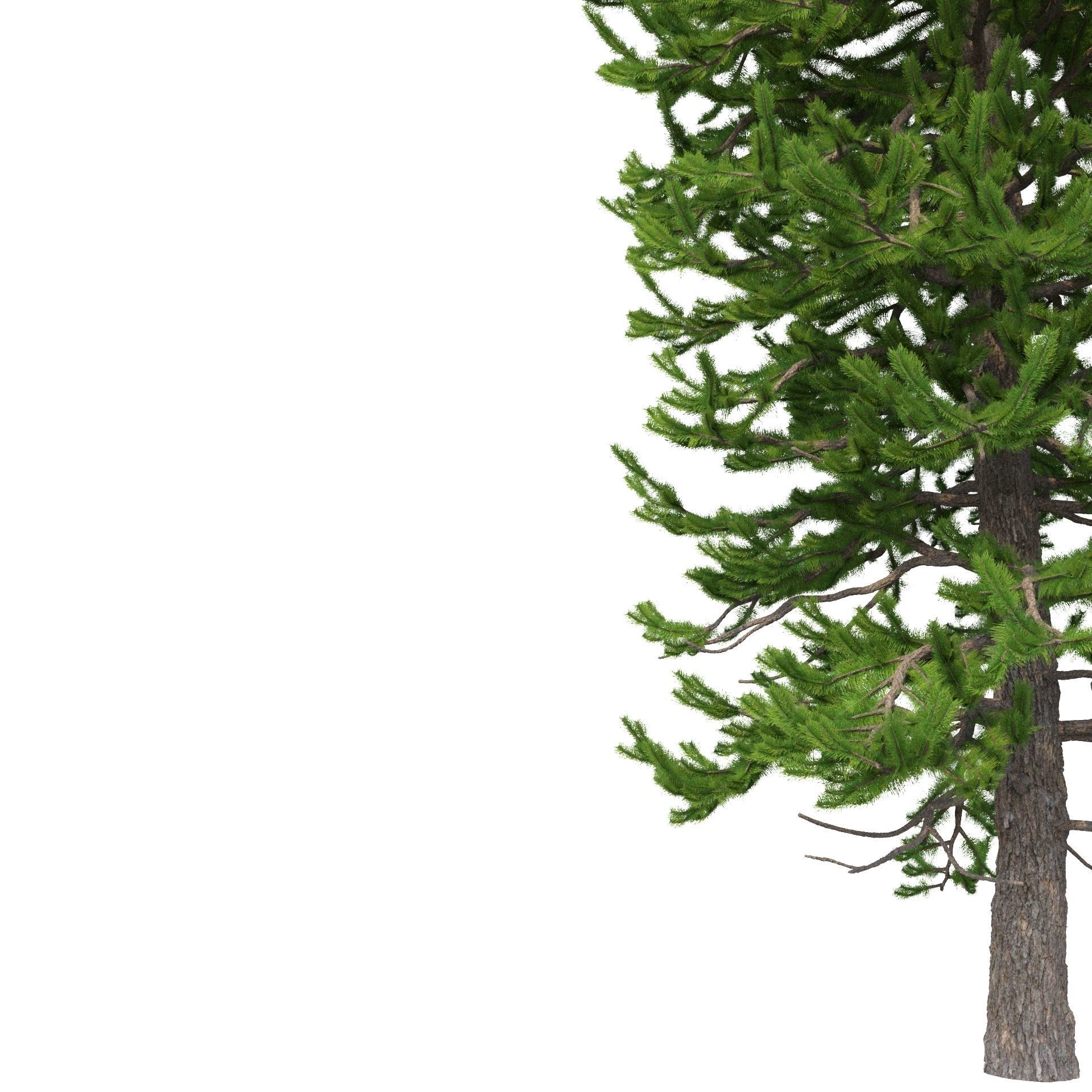 Picea Abies No 2 3D model_1