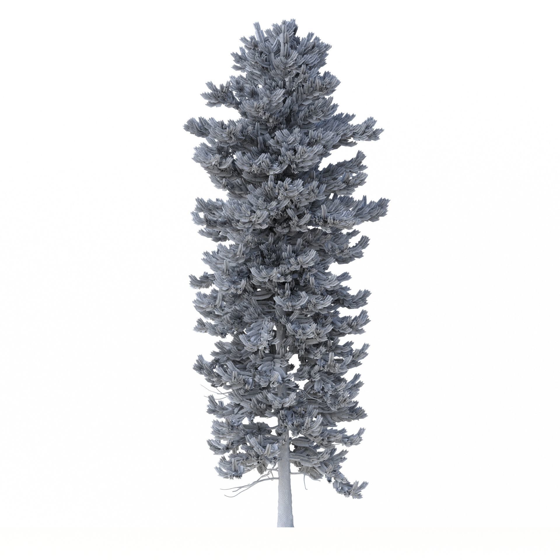 Picea Abies No 2 3D model_8