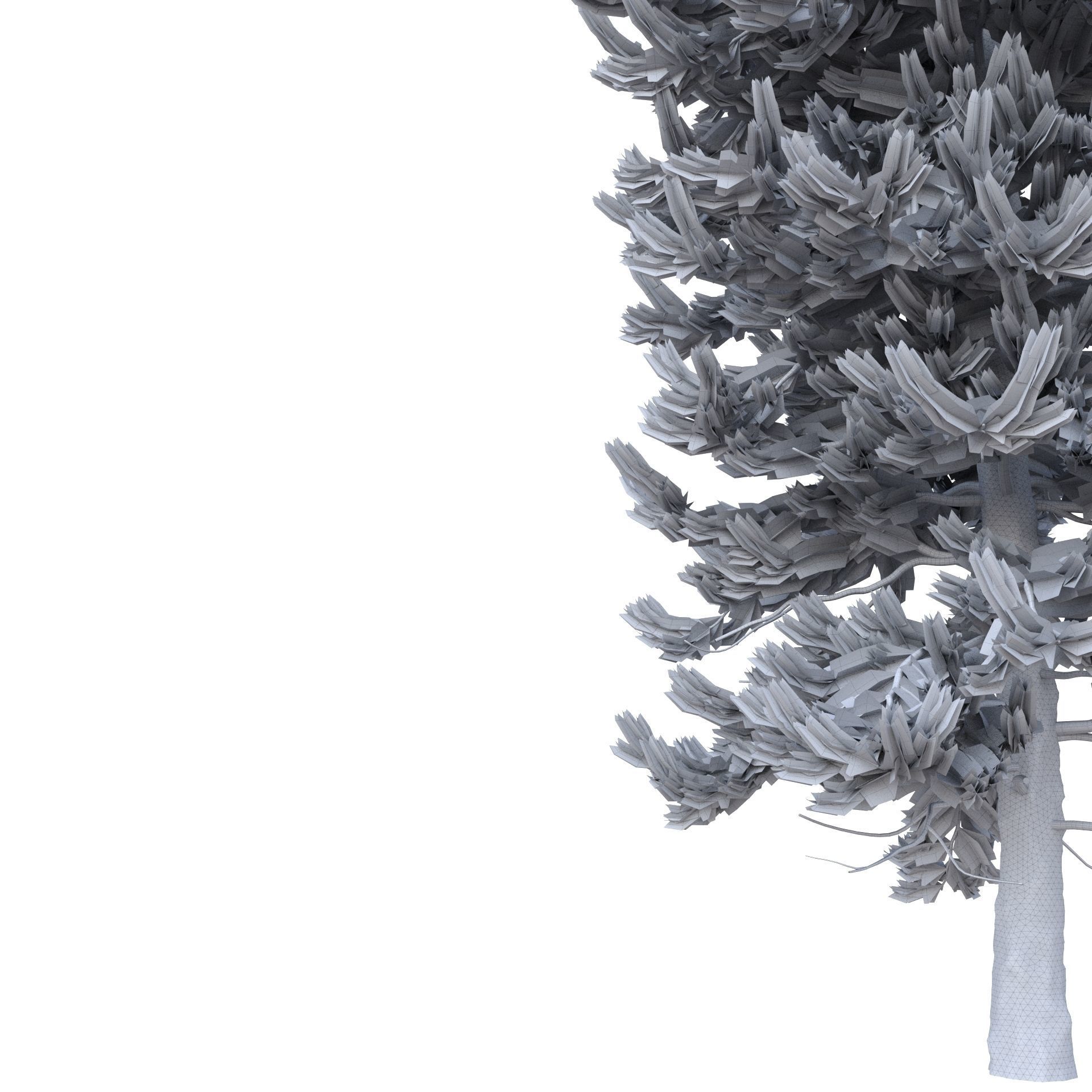 Picea Abies No 2 3D model_9
