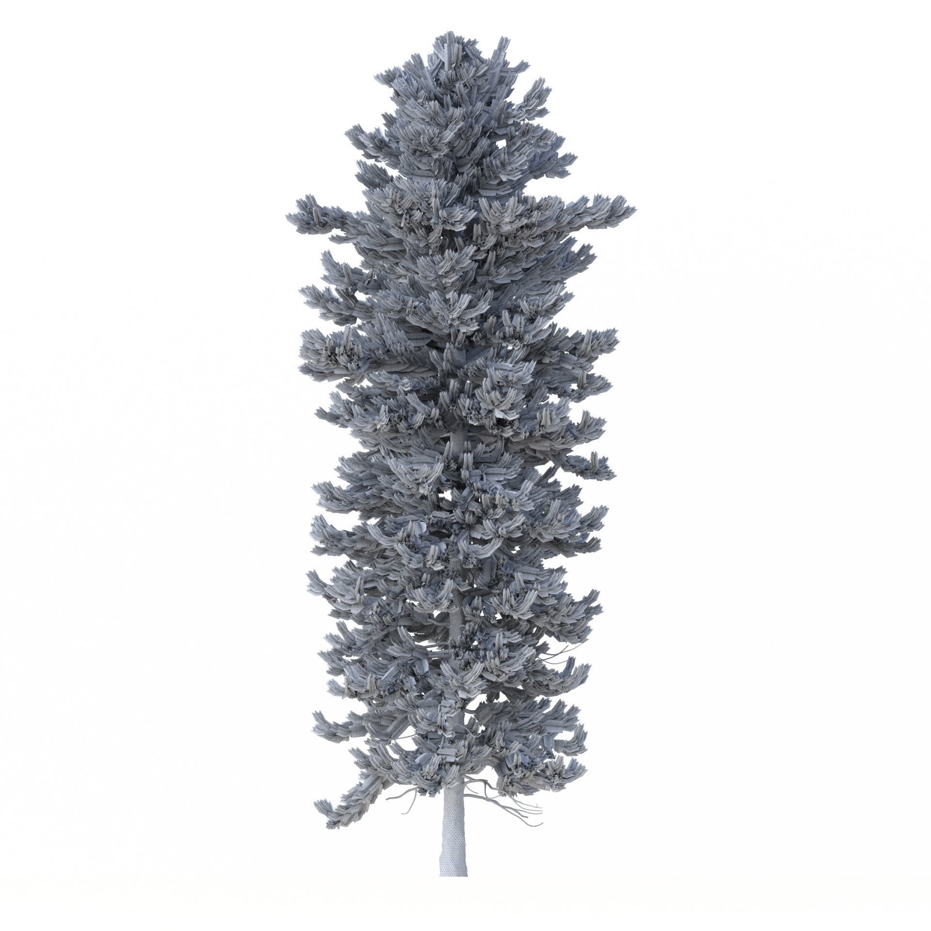 Picea Abies No 2 3D model_6