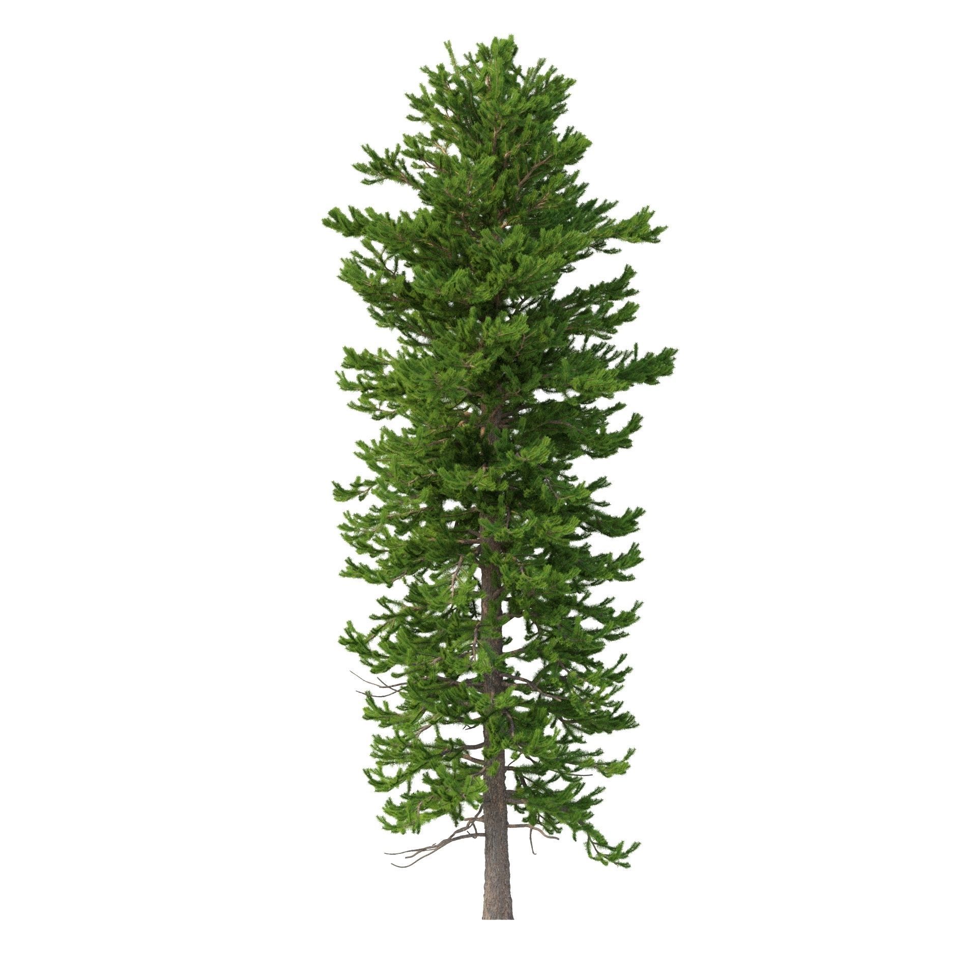 Picea Abies No 2 3D model_5