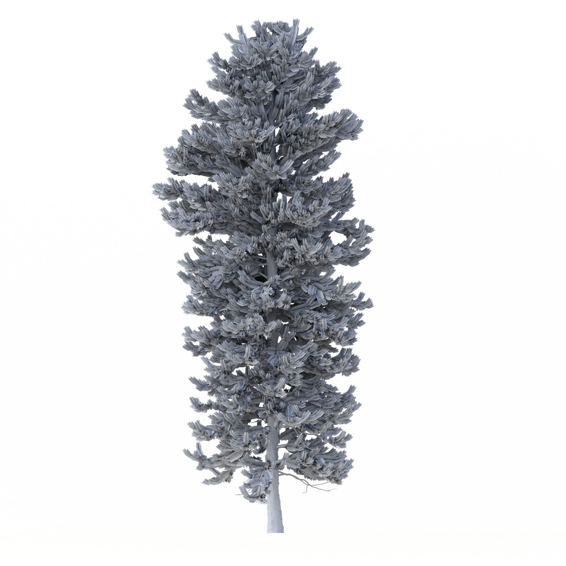 Picea Abies No 2 3D model_7