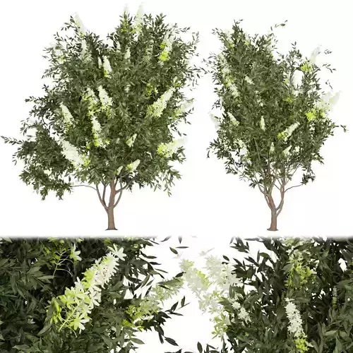 Collection plant vol 220