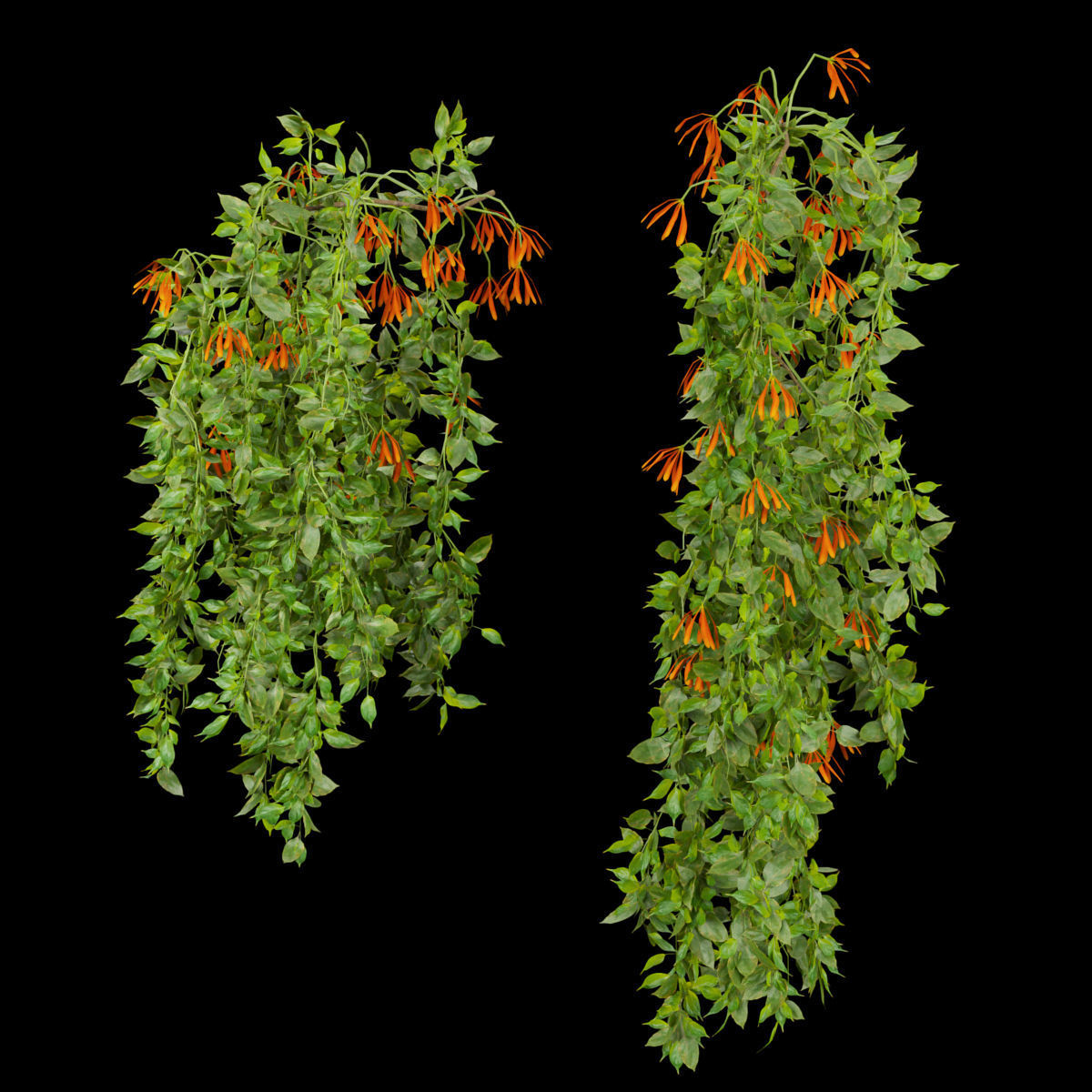 Collection plant vol 221 3D model_2