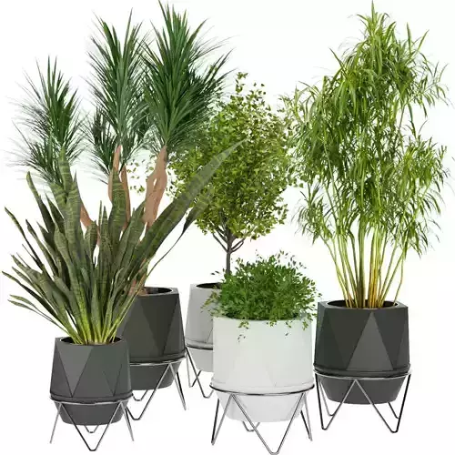 Collection plant vol 229 3D model