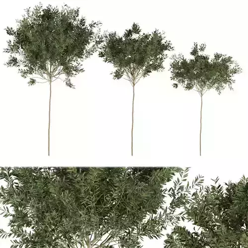 Collection plant vol 230 Free 3D model