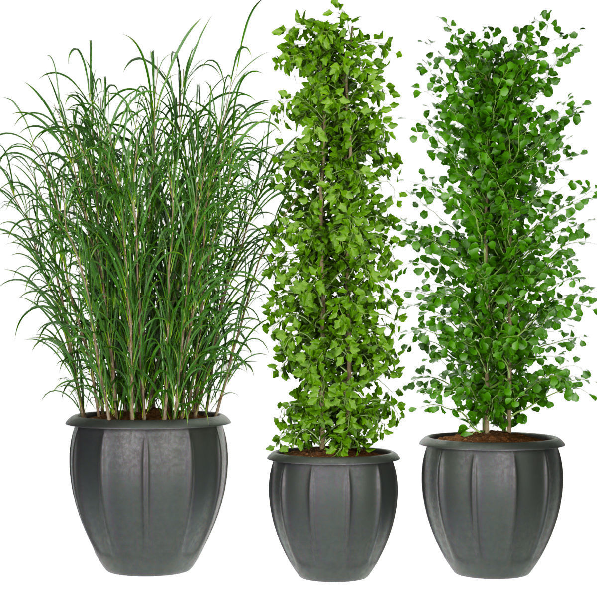 Collection plant vol 231 3D model_2