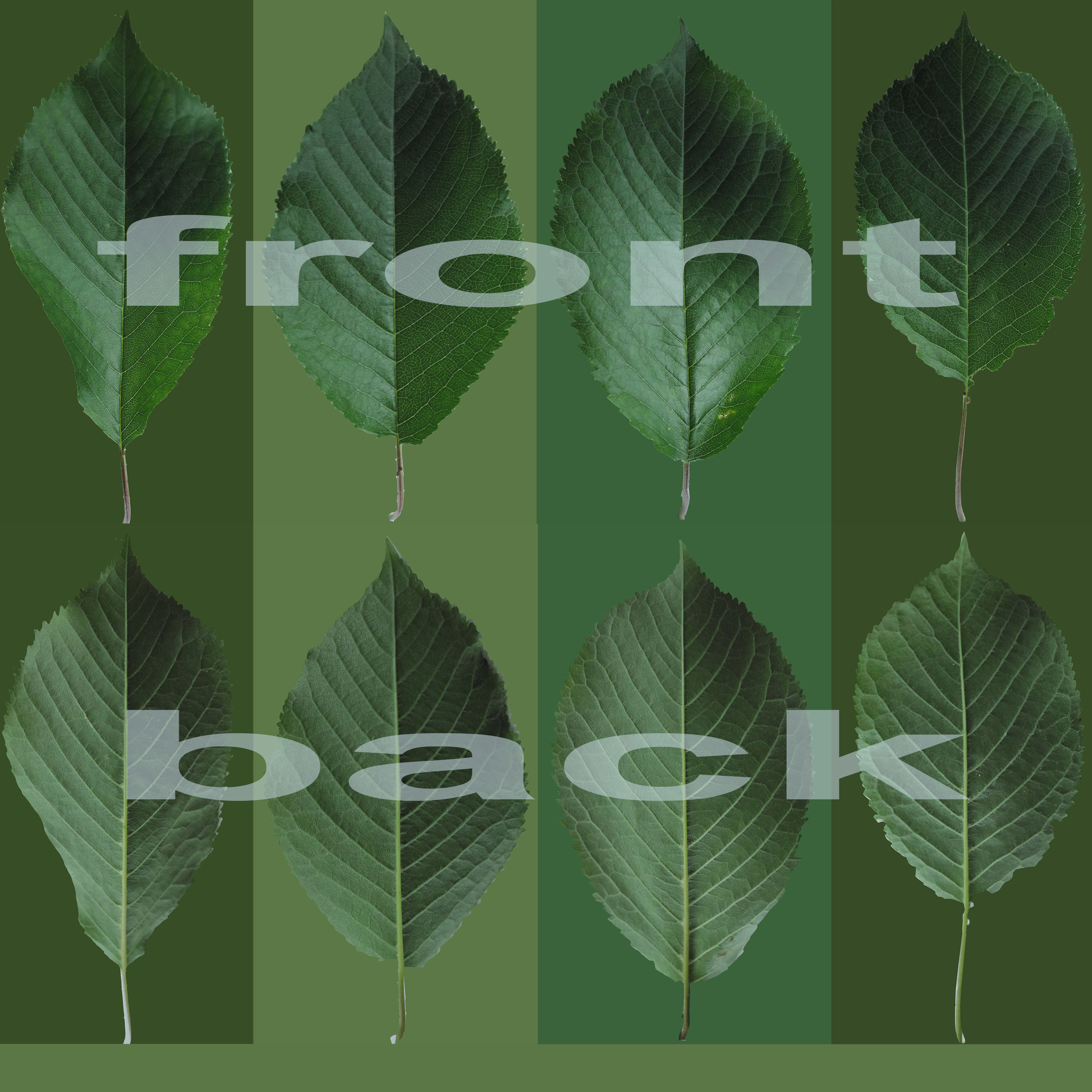 Cherry tree prunus avium mature E 3D model_8