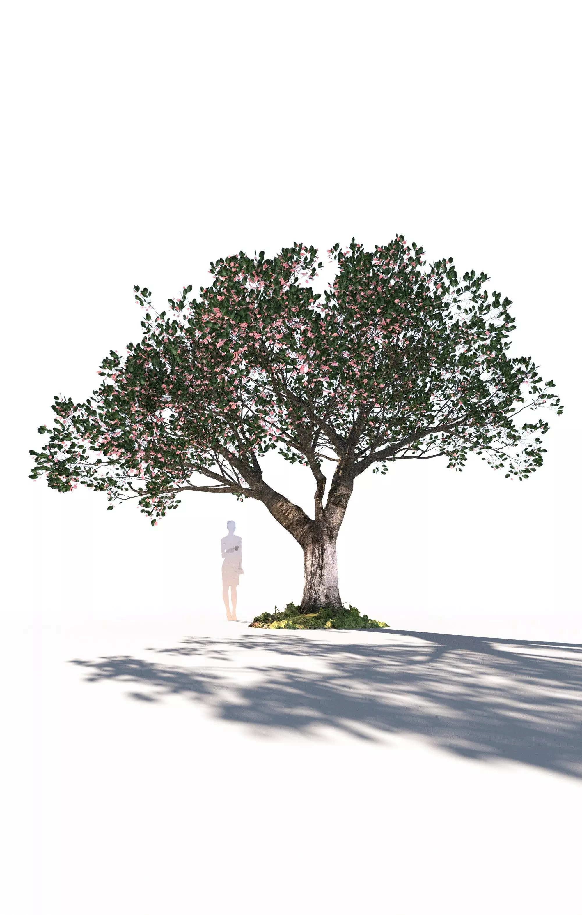 Cherry tree prunus avium mature E 3D model_0