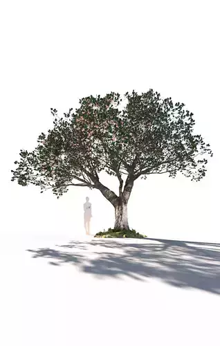 Cherry tree prunus avium mature E