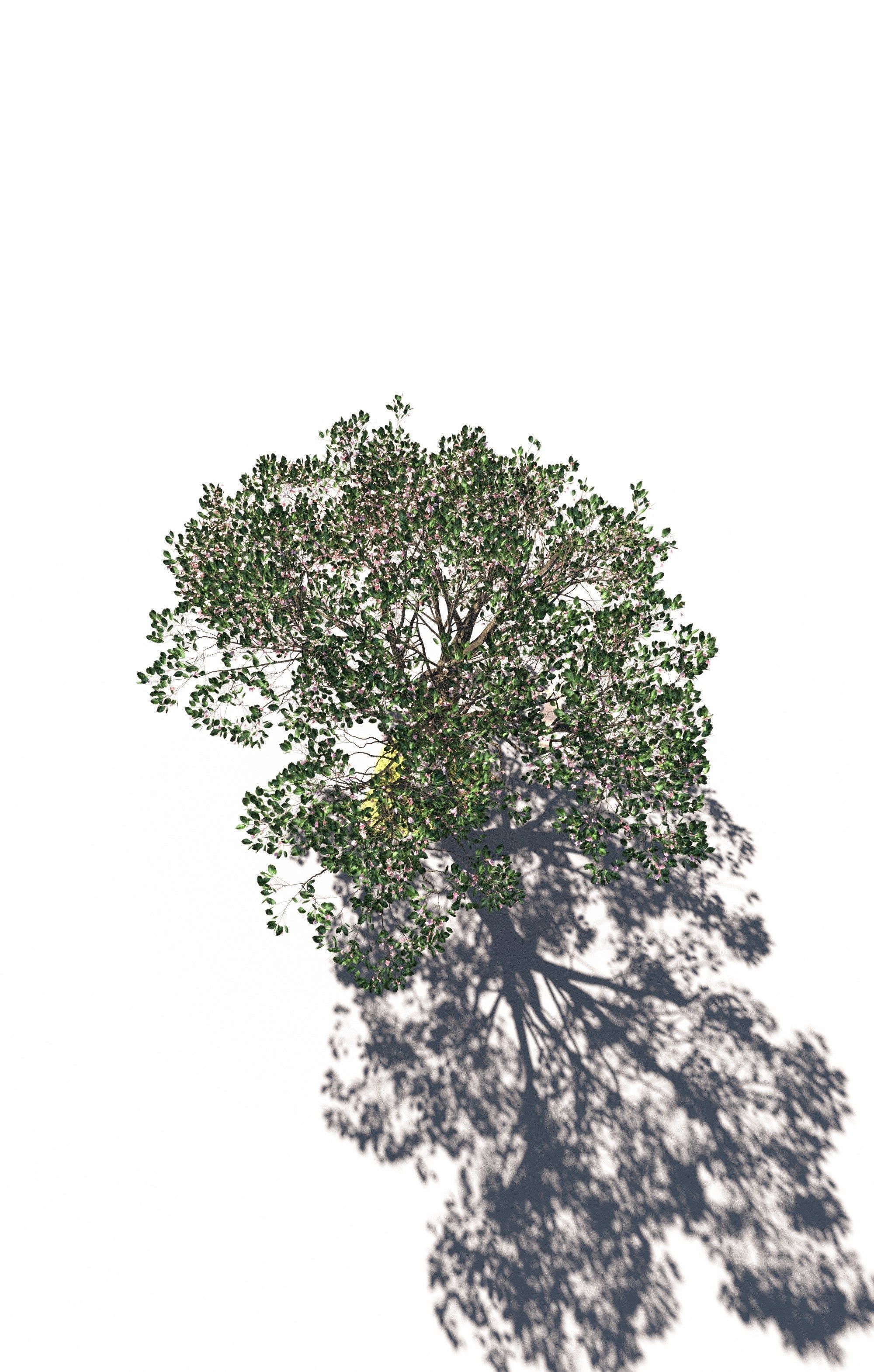 Cherry tree prunus avium mature E 3D model_4