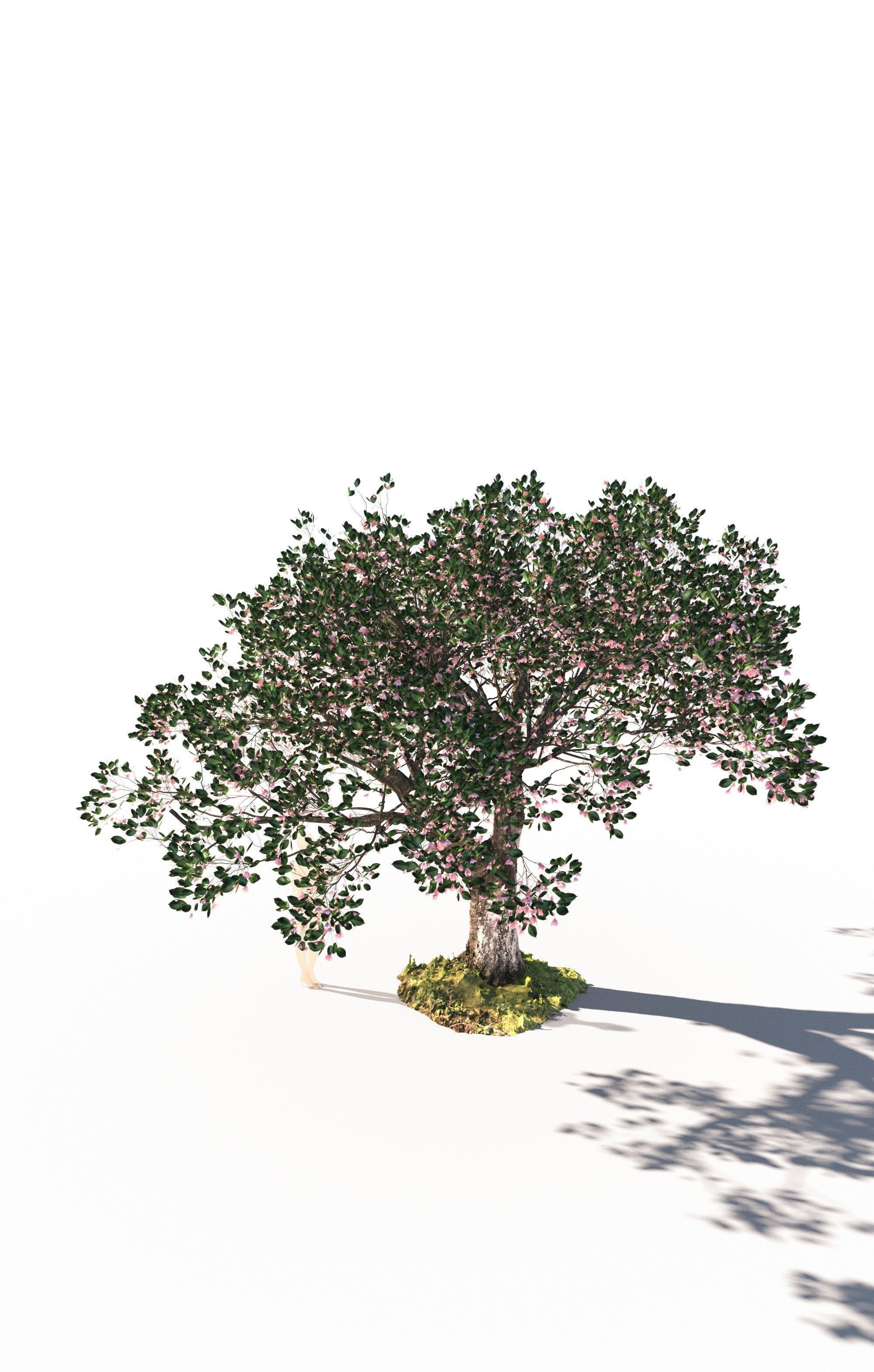 Cherry tree prunus avium mature E 3D model_2