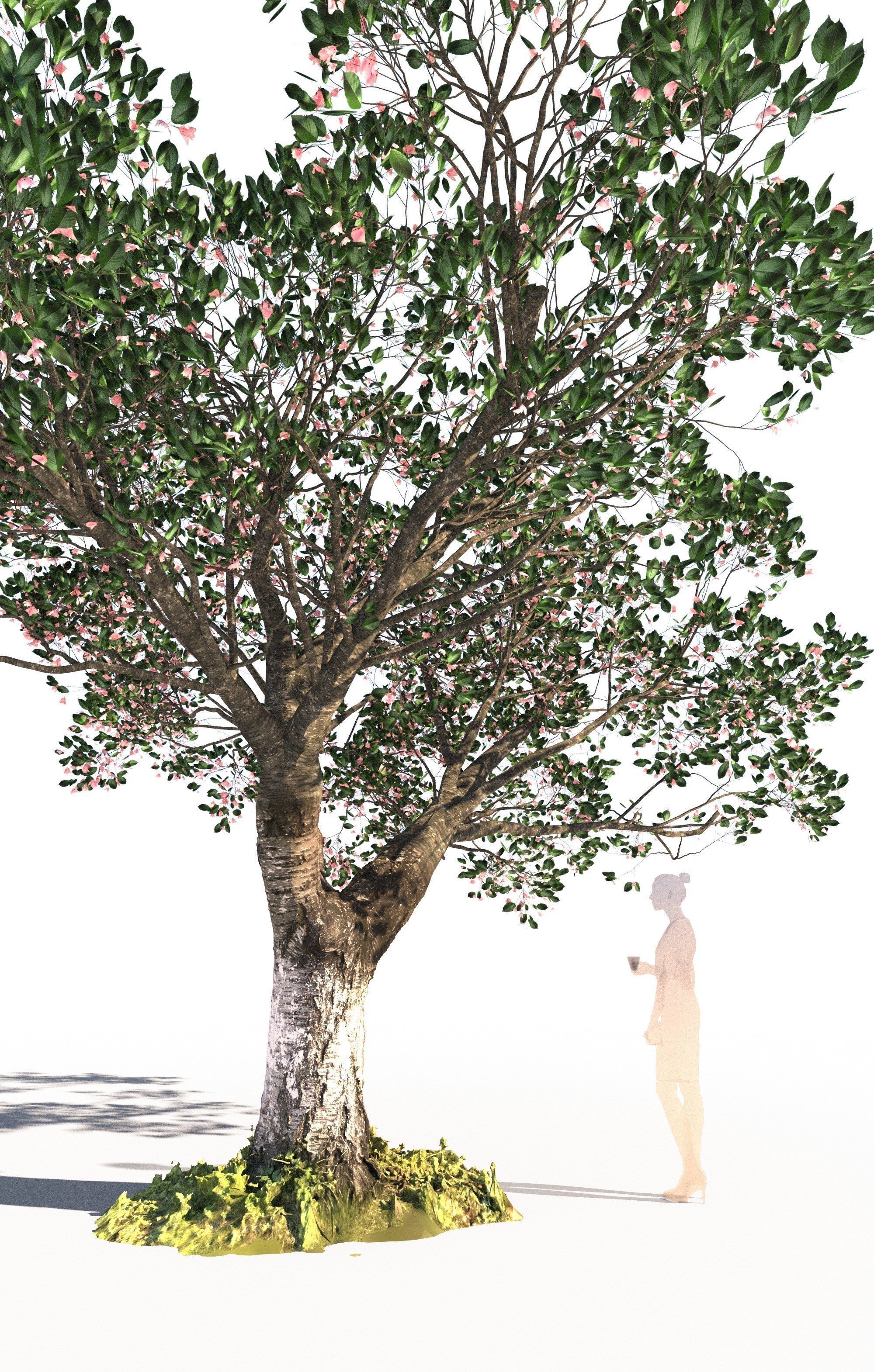 Cherry tree prunus avium mature E 3D model_3