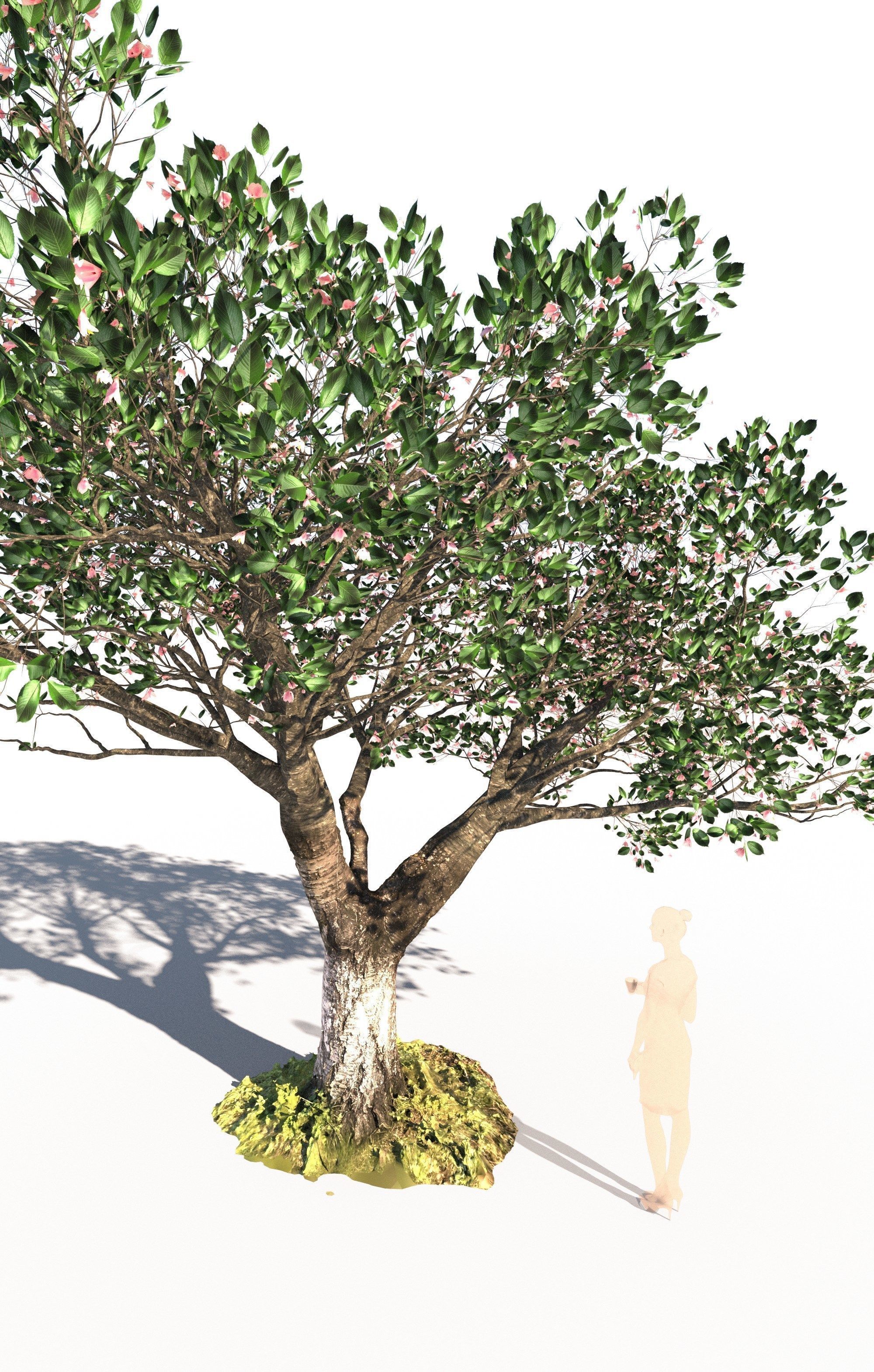 Cherry tree prunus avium mature E 3D model_5