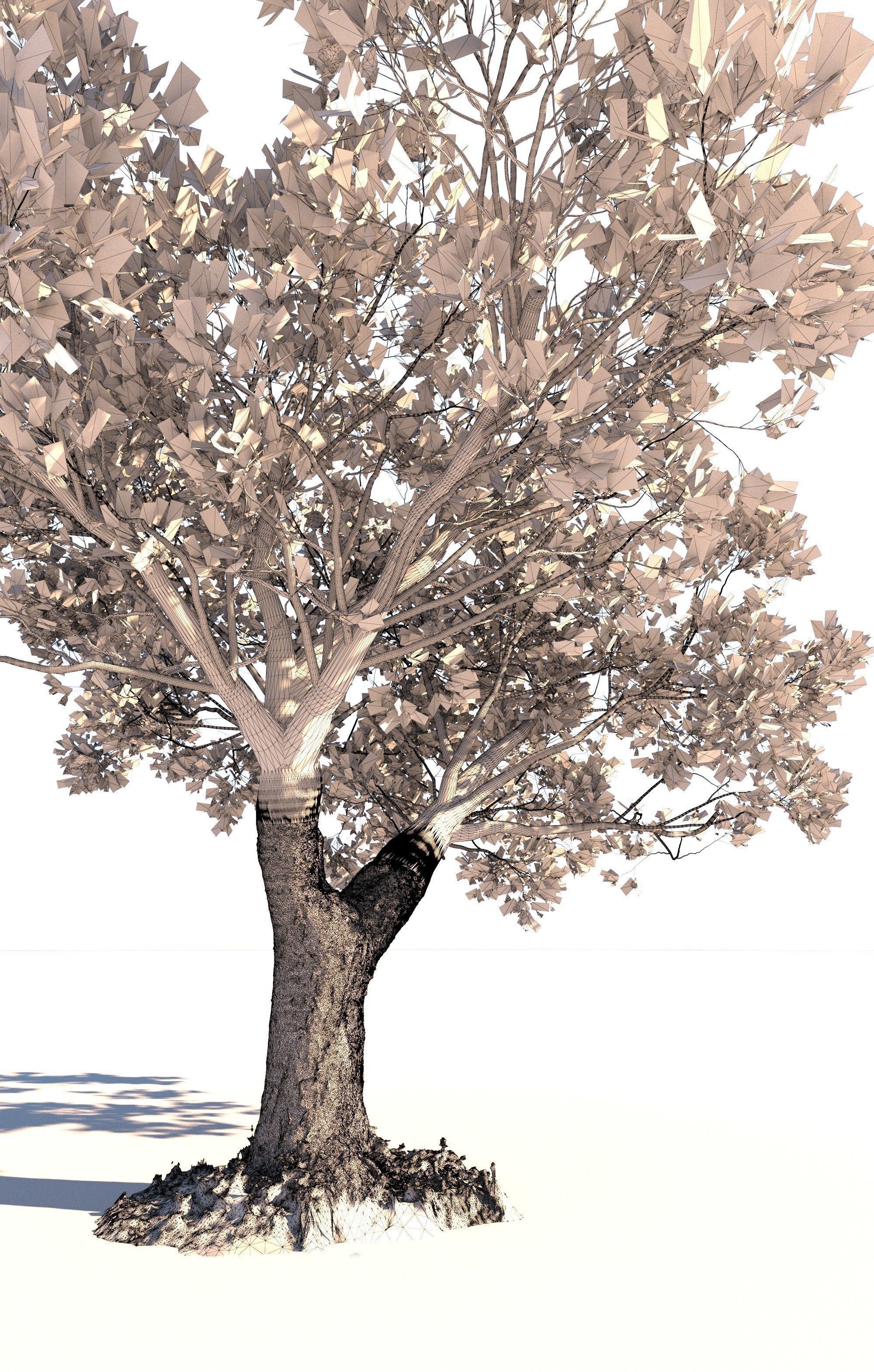 Cherry tree prunus avium mature E 3D model_6