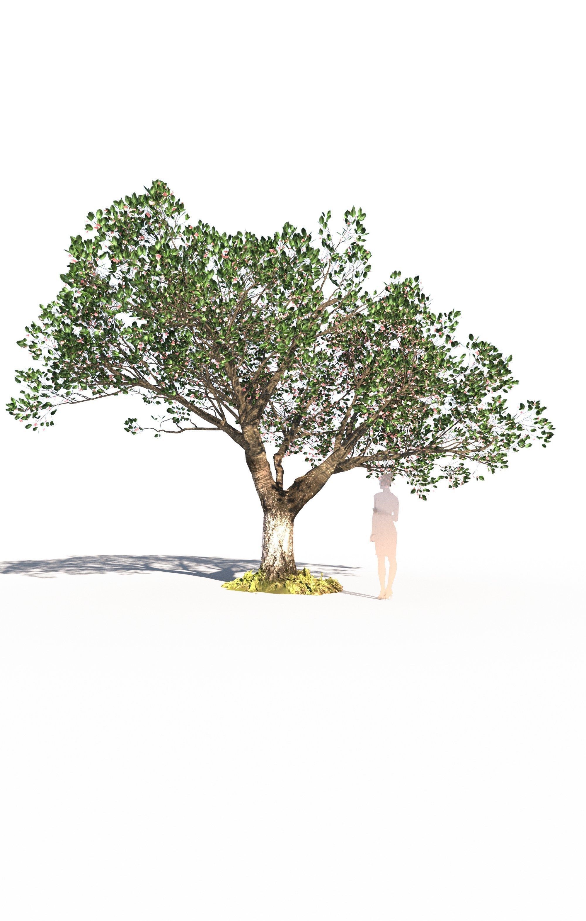 Cherry tree prunus avium mature E 3D model_1