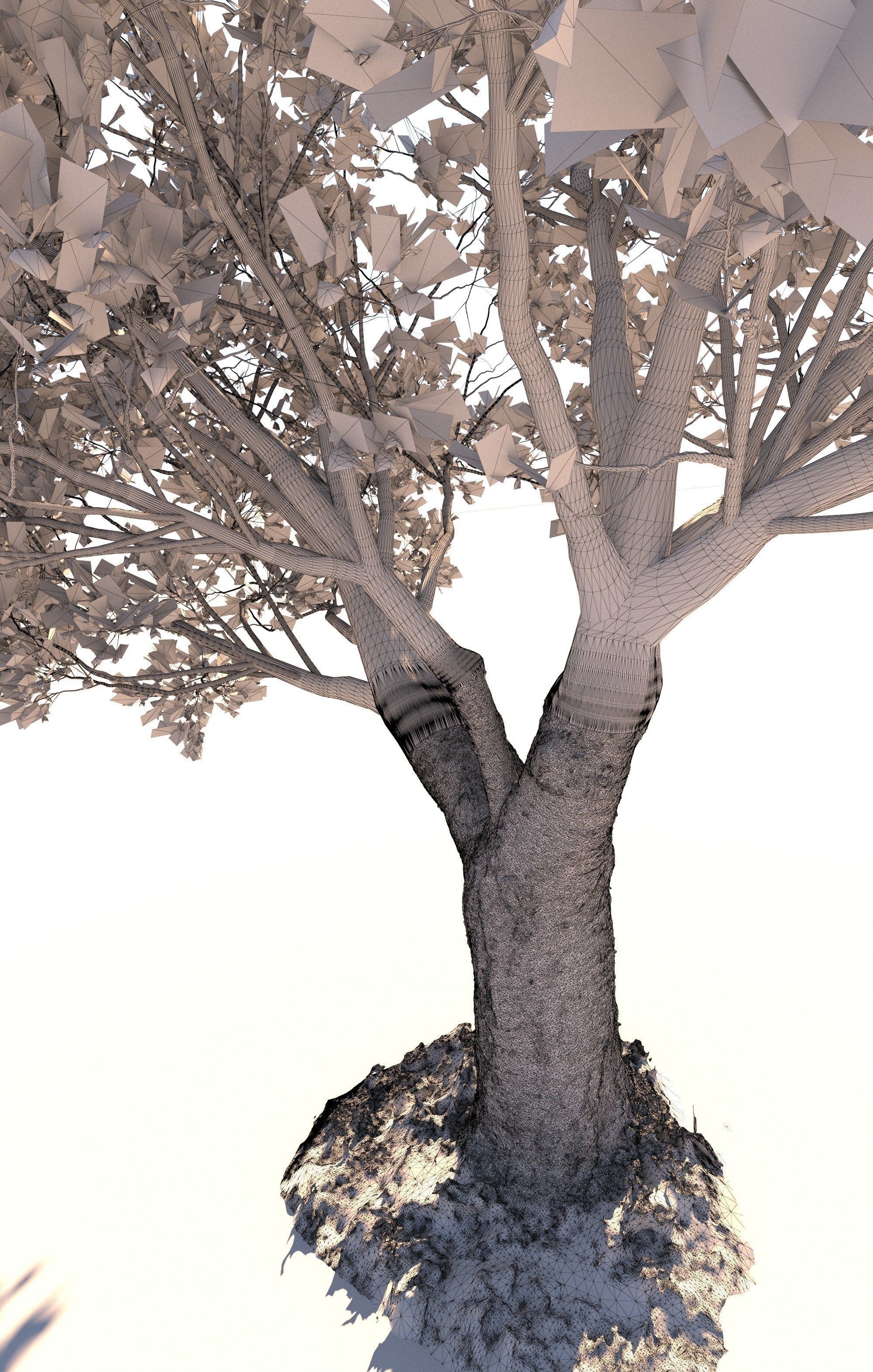 Cherry tree prunus avium mature E 3D model_7