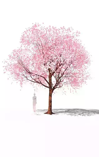 Flowering cherry tree prunus avium B