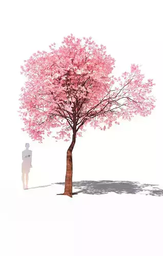 Flowering cherry tree prunus avium C