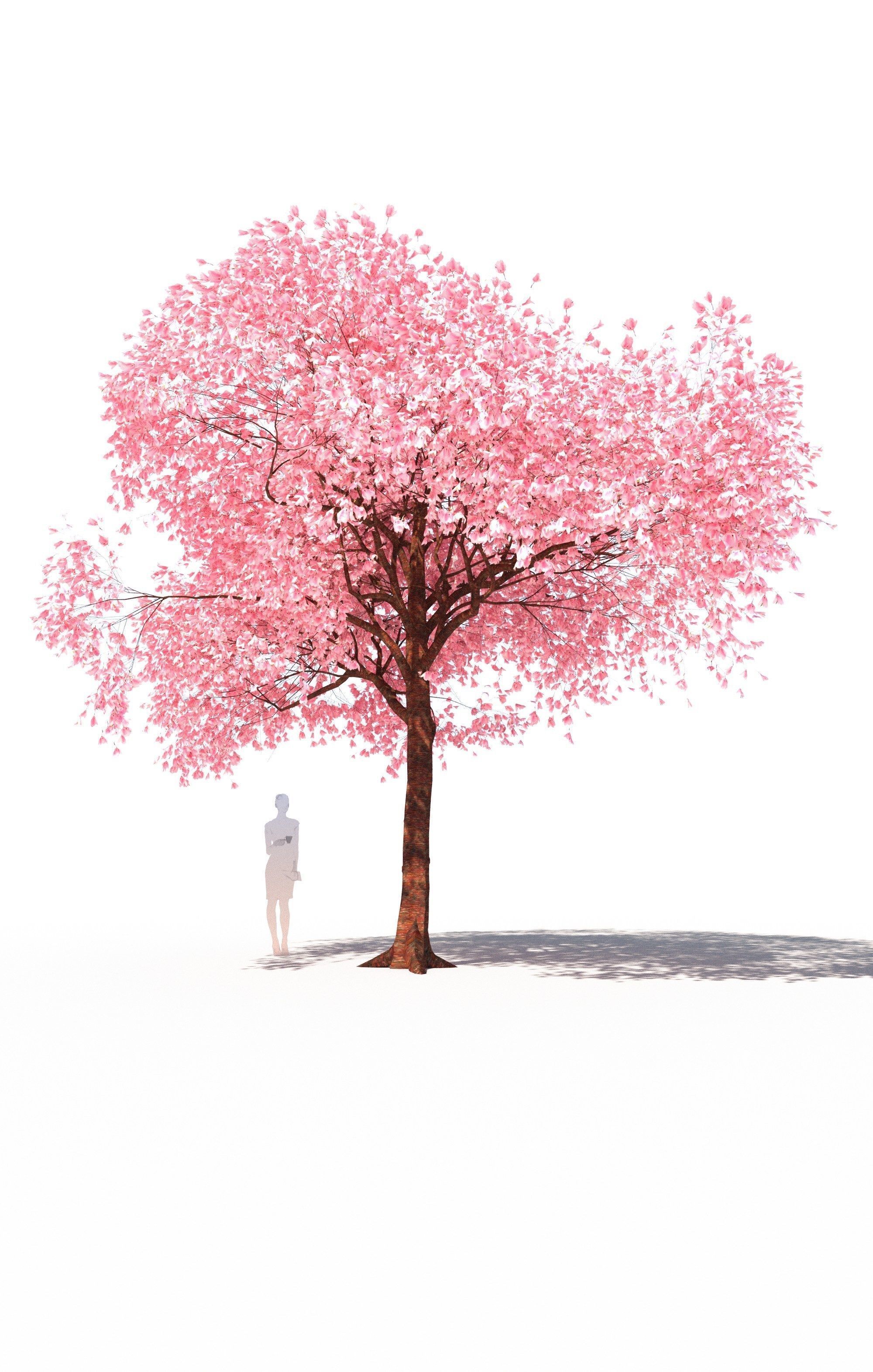 Flowering cherry tree prunus avium A 3D model_2