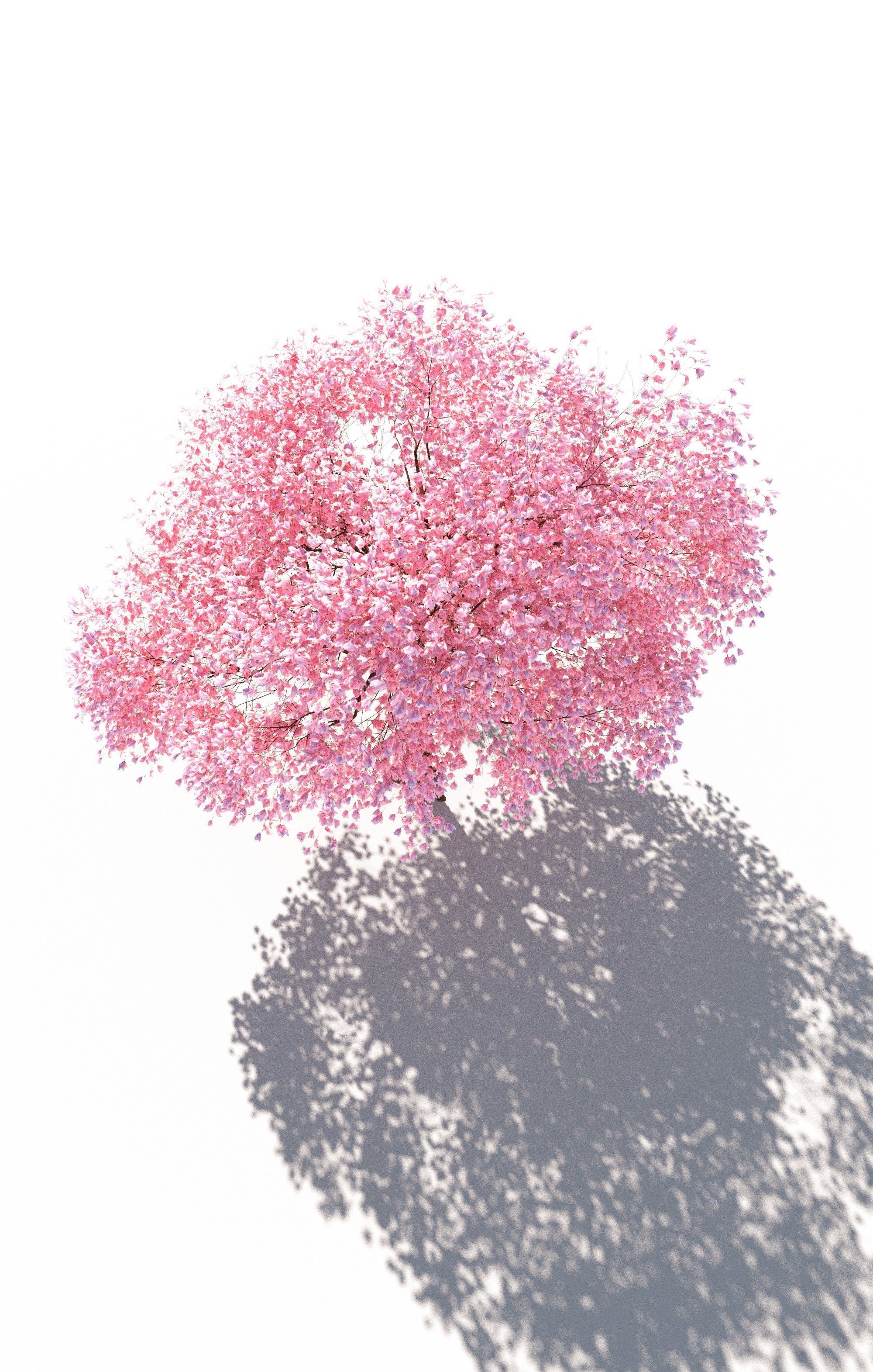 Flowering cherry tree prunus avium A 3D model_5