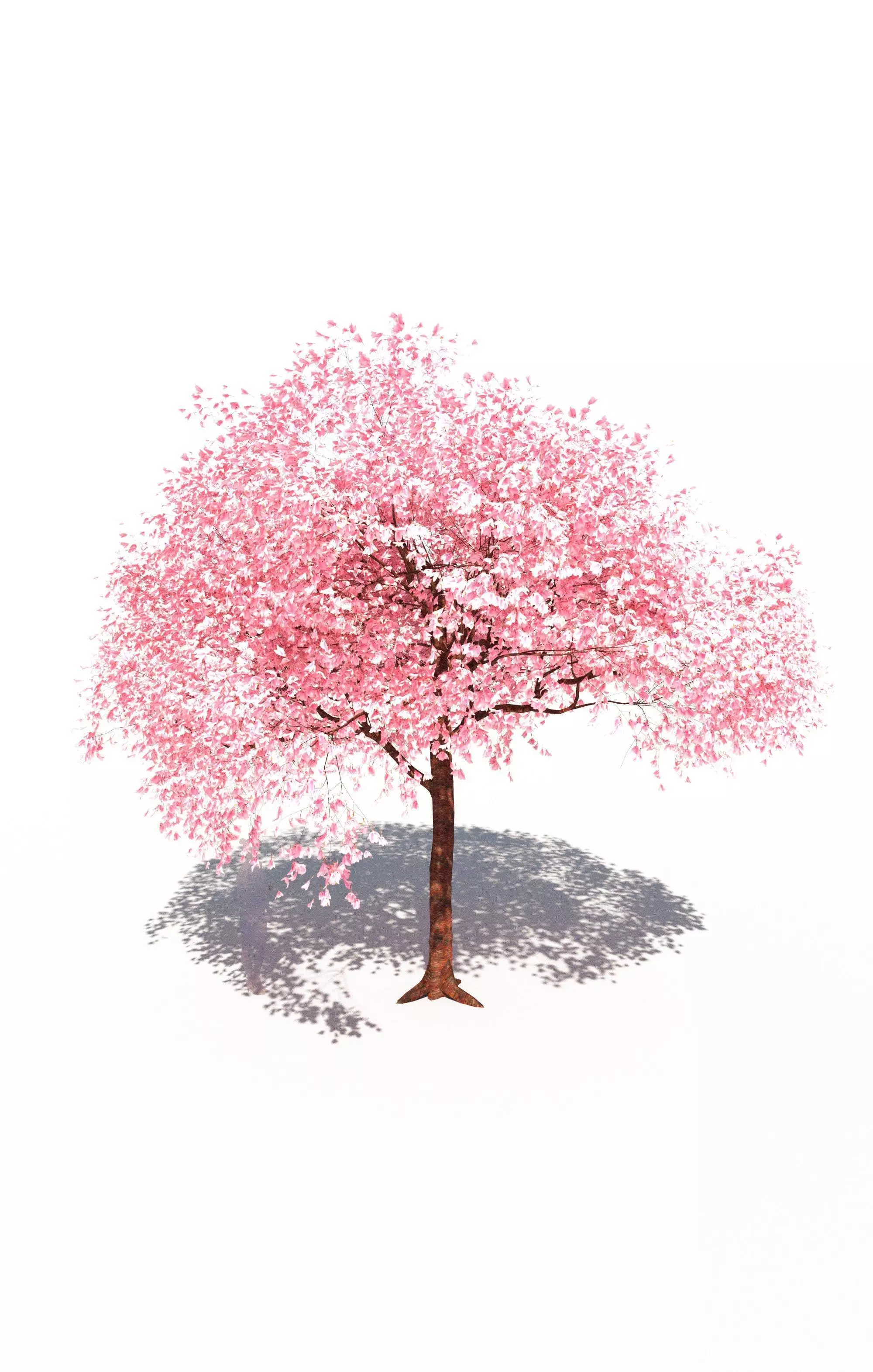 Flowering cherry tree prunus avium A 3D model_0