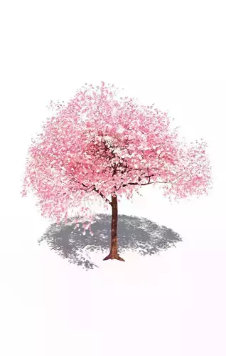 Flowering cherry tree prunus avium A