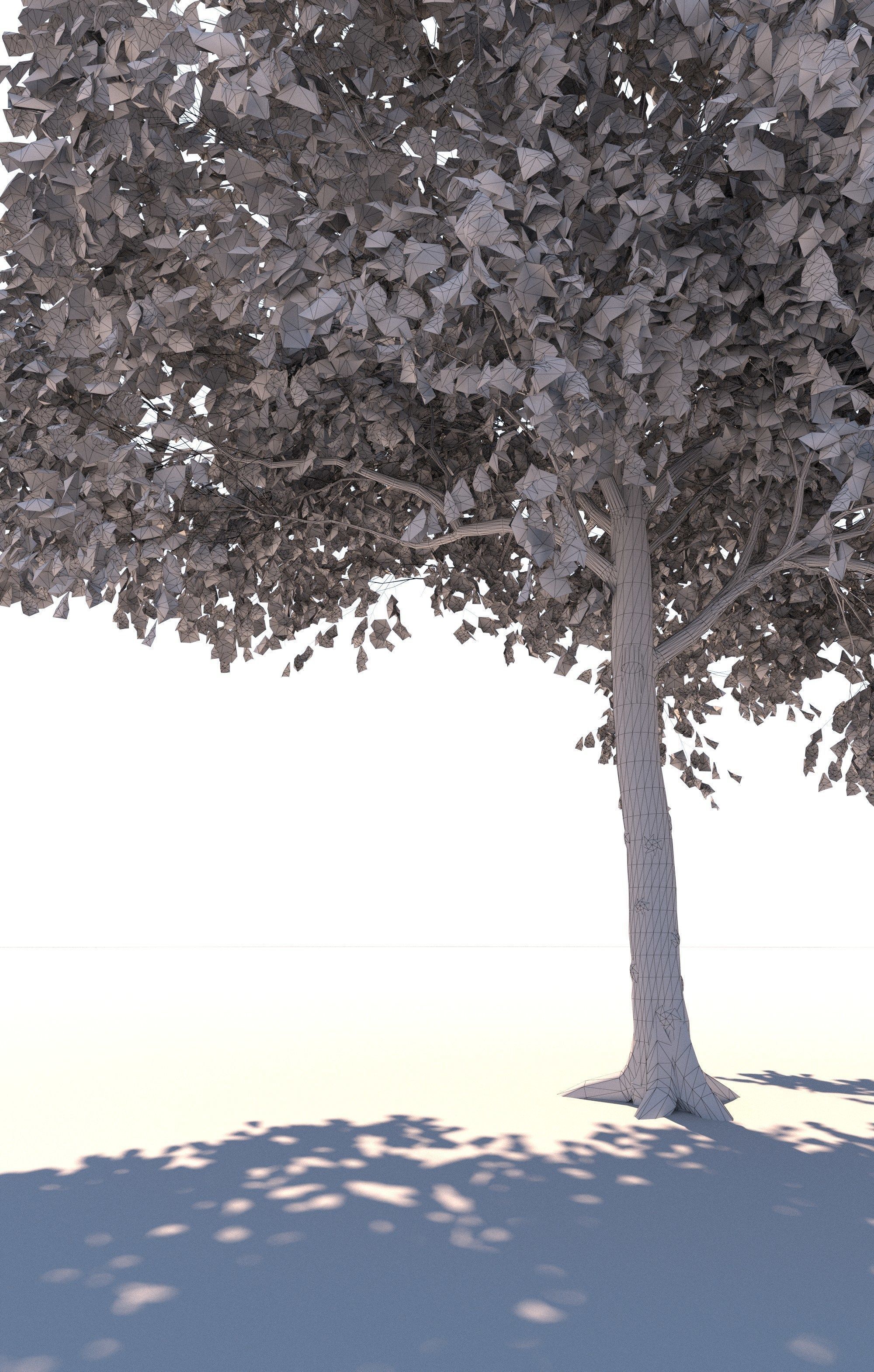 Flowering cherry tree prunus avium A 3D model_9