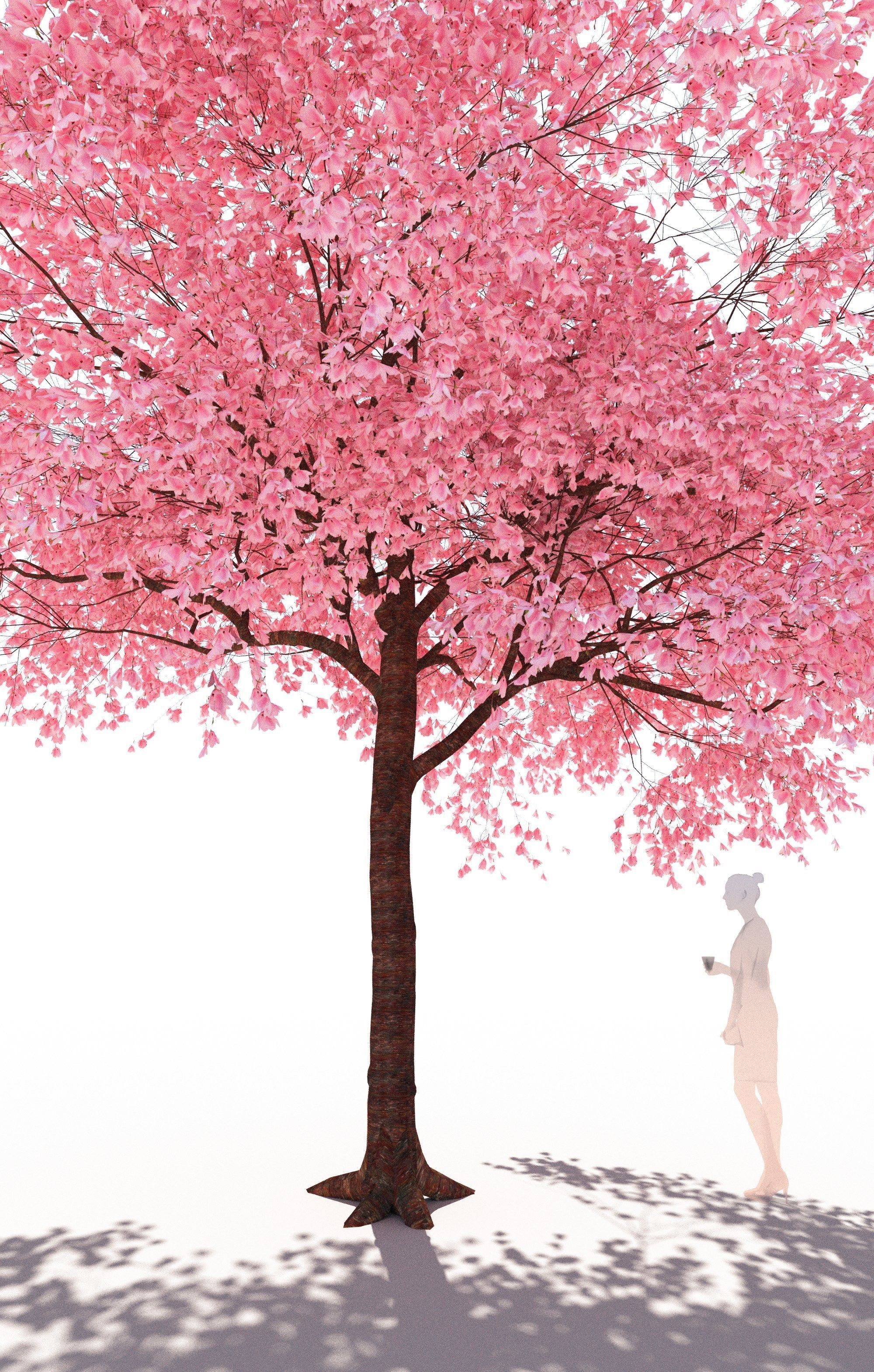 Flowering cherry tree prunus avium A 3D model_4